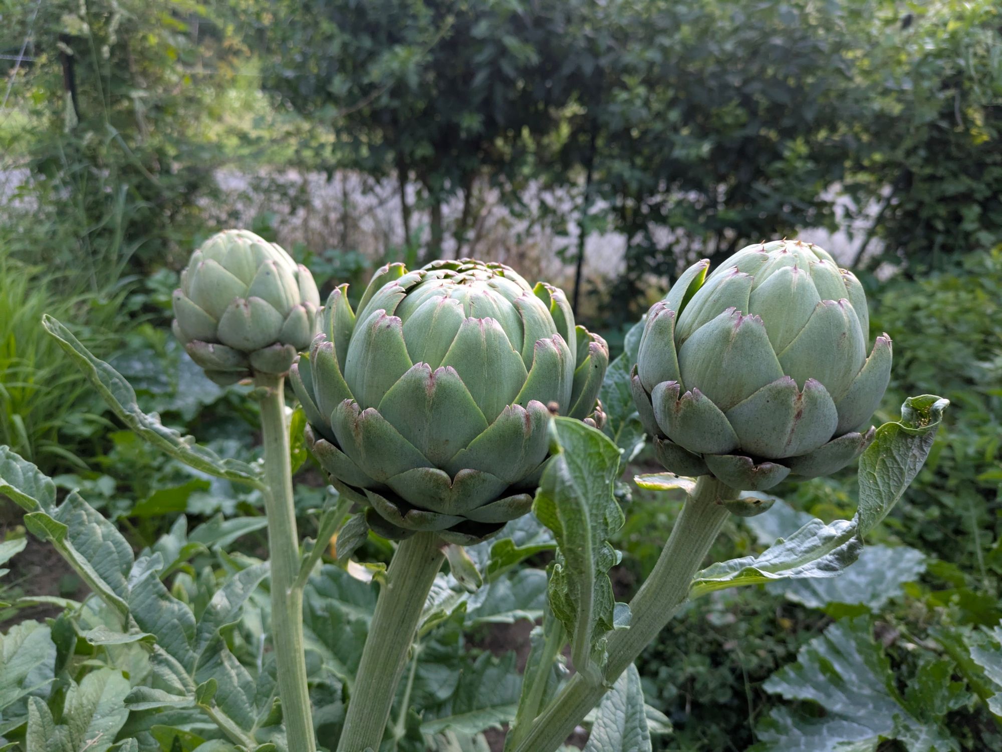 Artichauts prêts à récolter au potager
