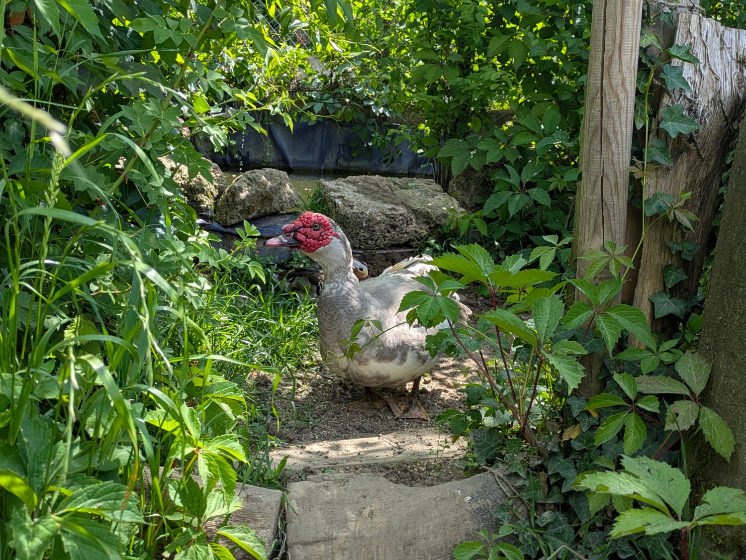 Canard de Barbarie sur le chemin du jardin