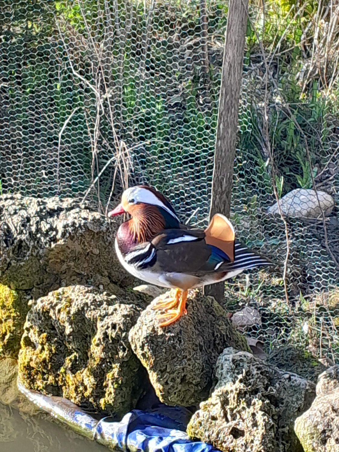 Canard mandarin près du bassin