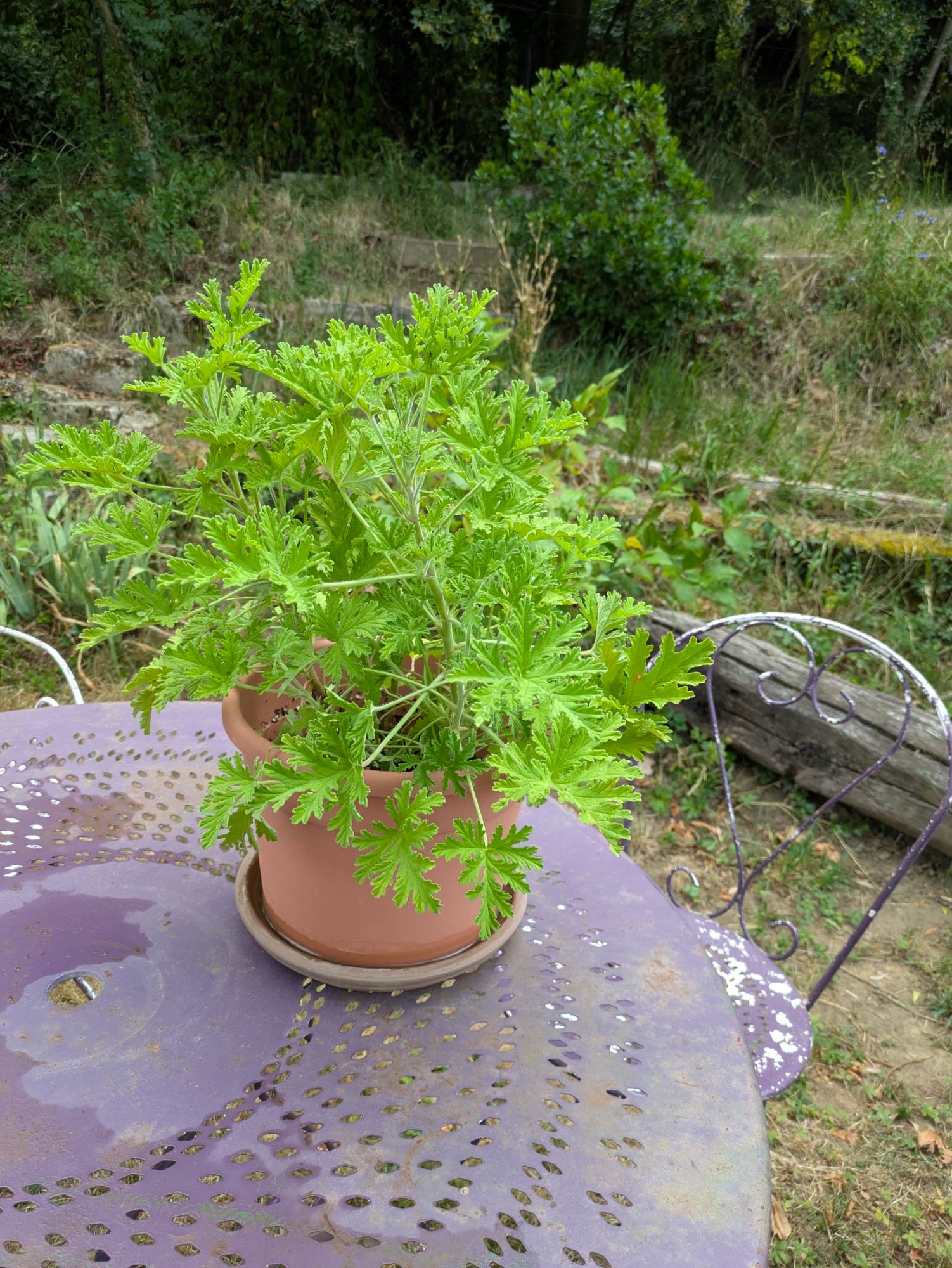 Pied de citronnelle en pot sur la terrasse