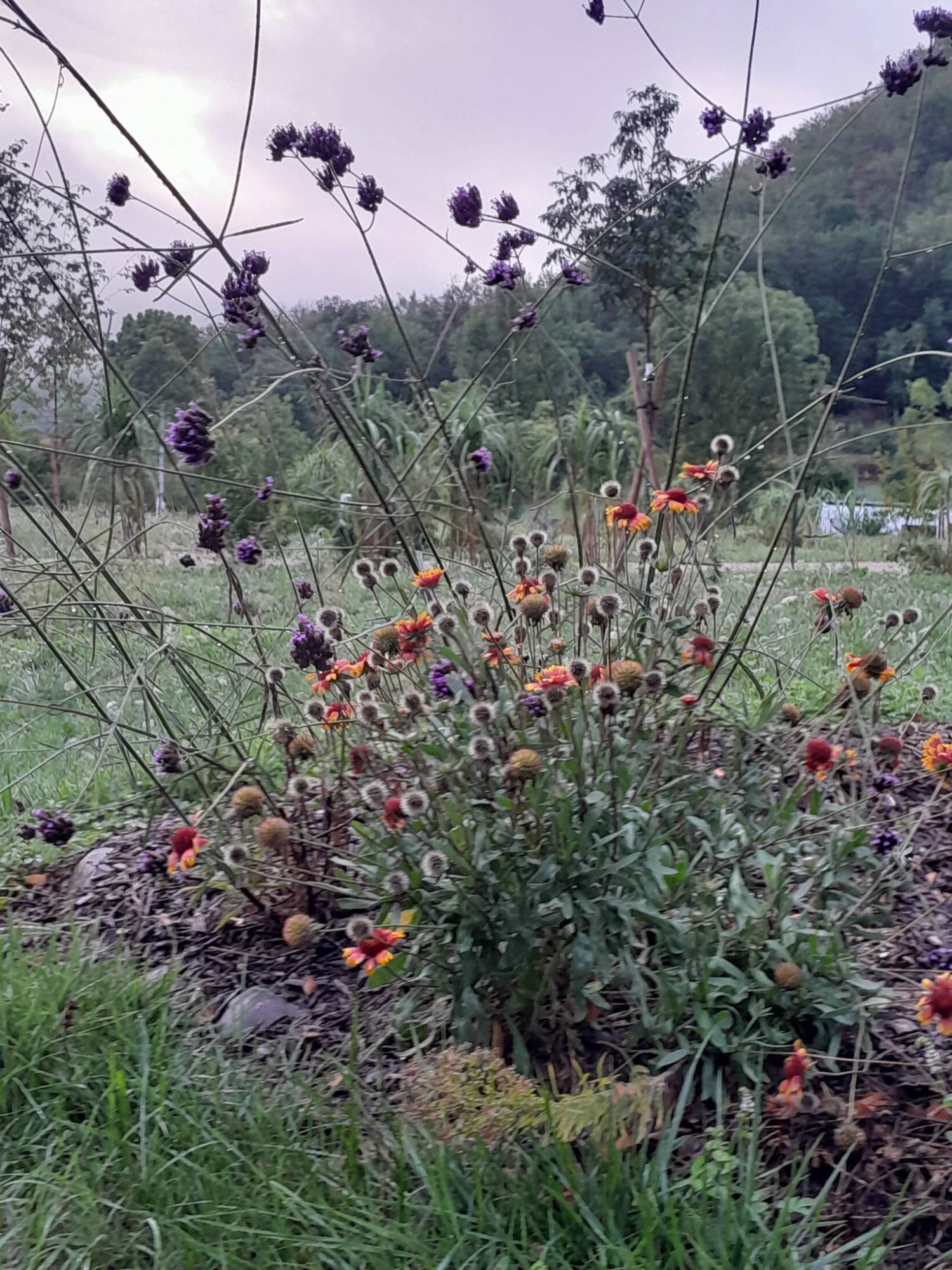 Fleurs champêtres et gaillardes dans les prés à Jaillans