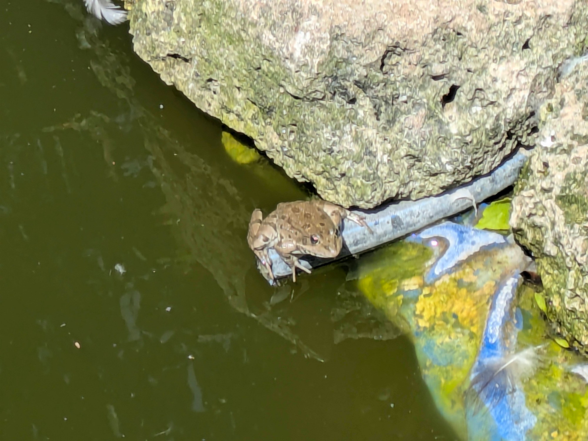 Grenouille au bord du bassin