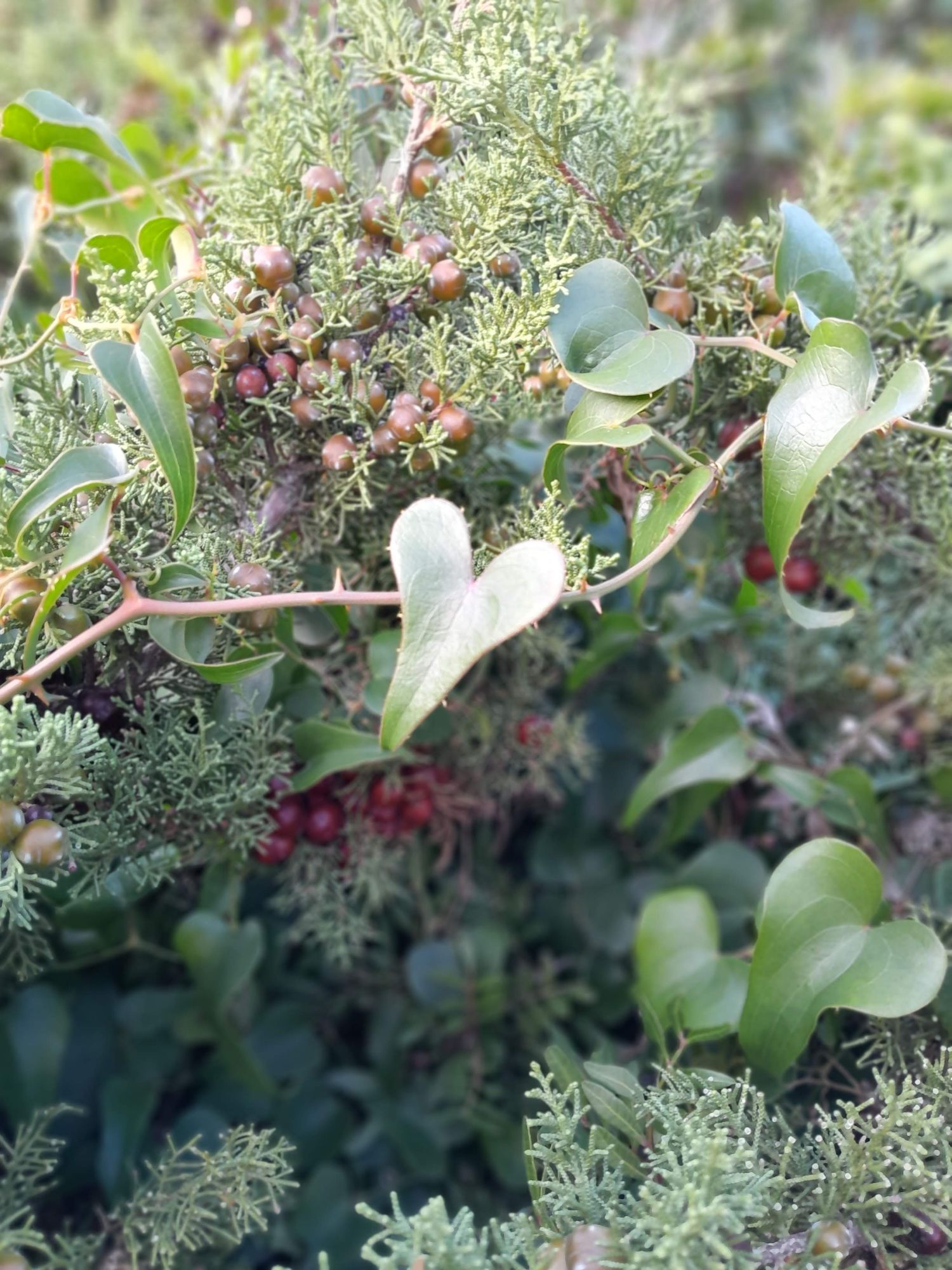 Baies et feuillages du jardin