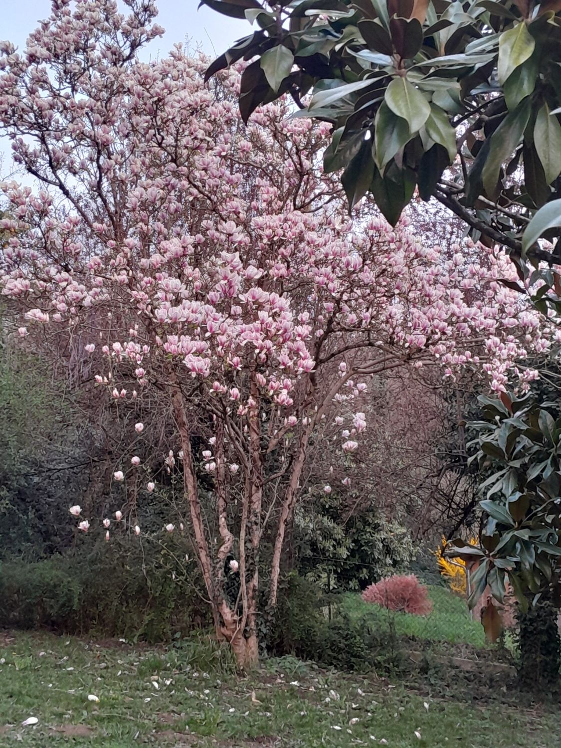 Magnolia en fleurs au printemps