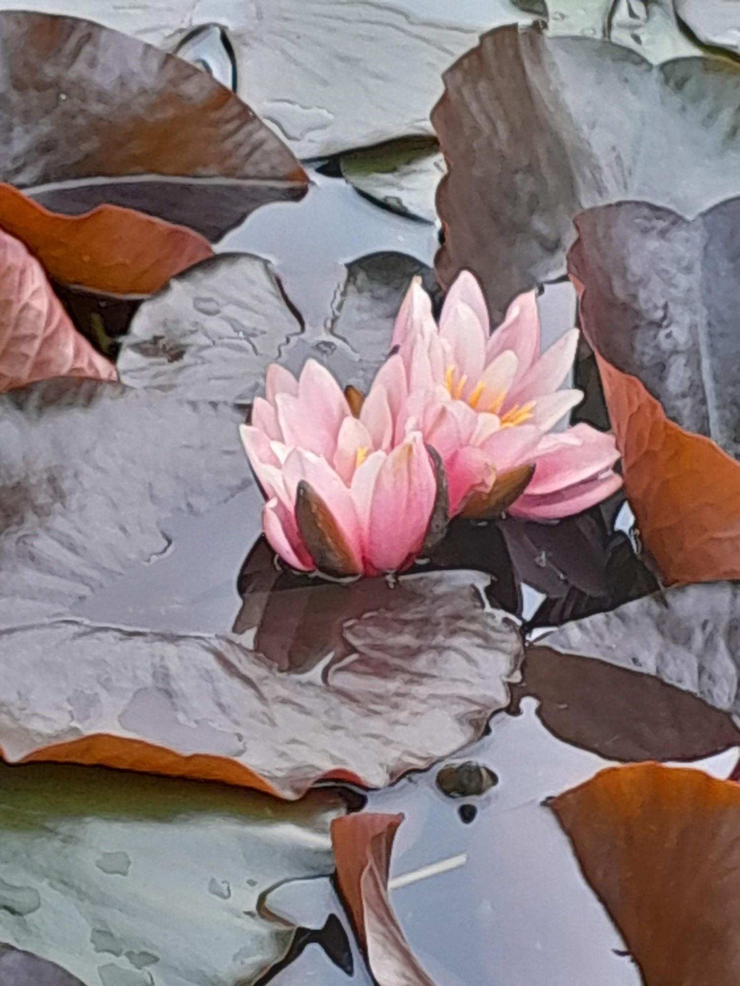 Nénuphar rose sur le bassin du jardin