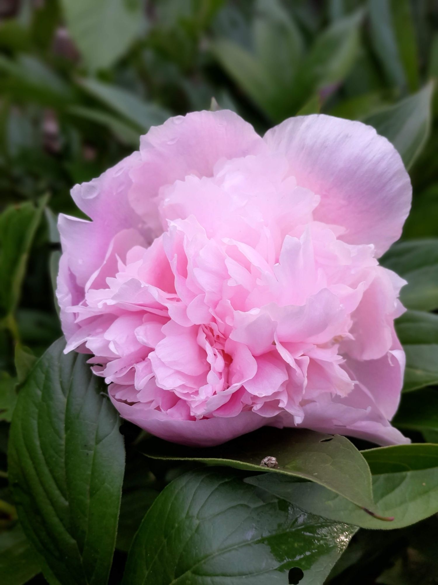 Pivoine rose épanouie