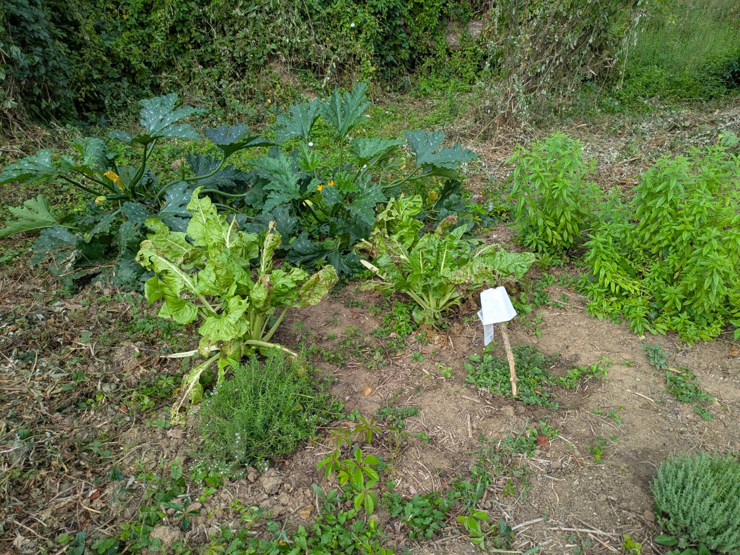Planches de courgettes et blettes du potager
