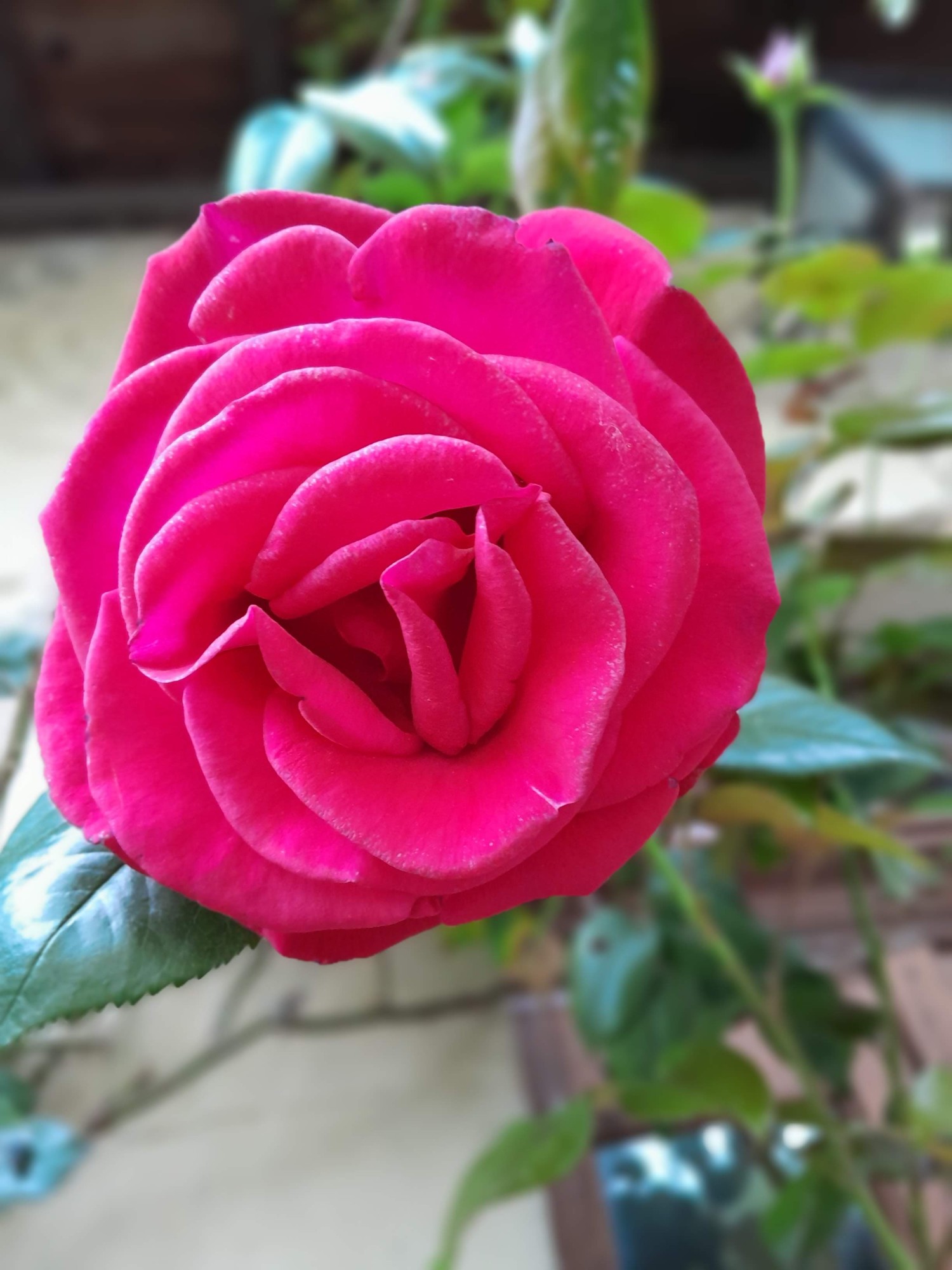 Rose fuchsia du jardin