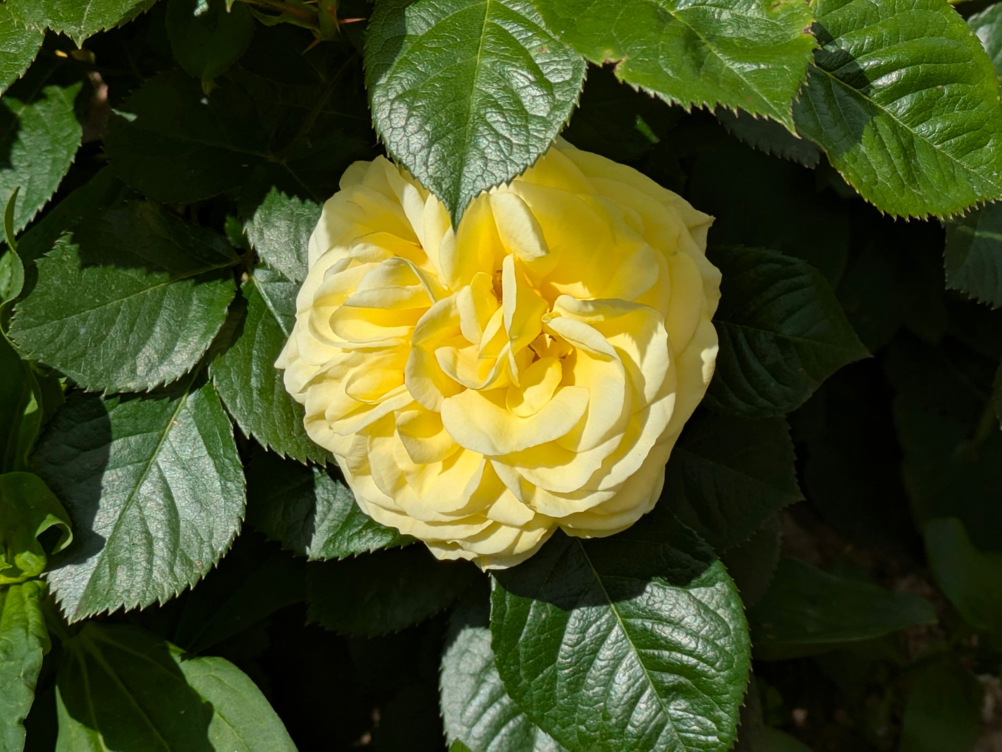 Rose jaune du jardin