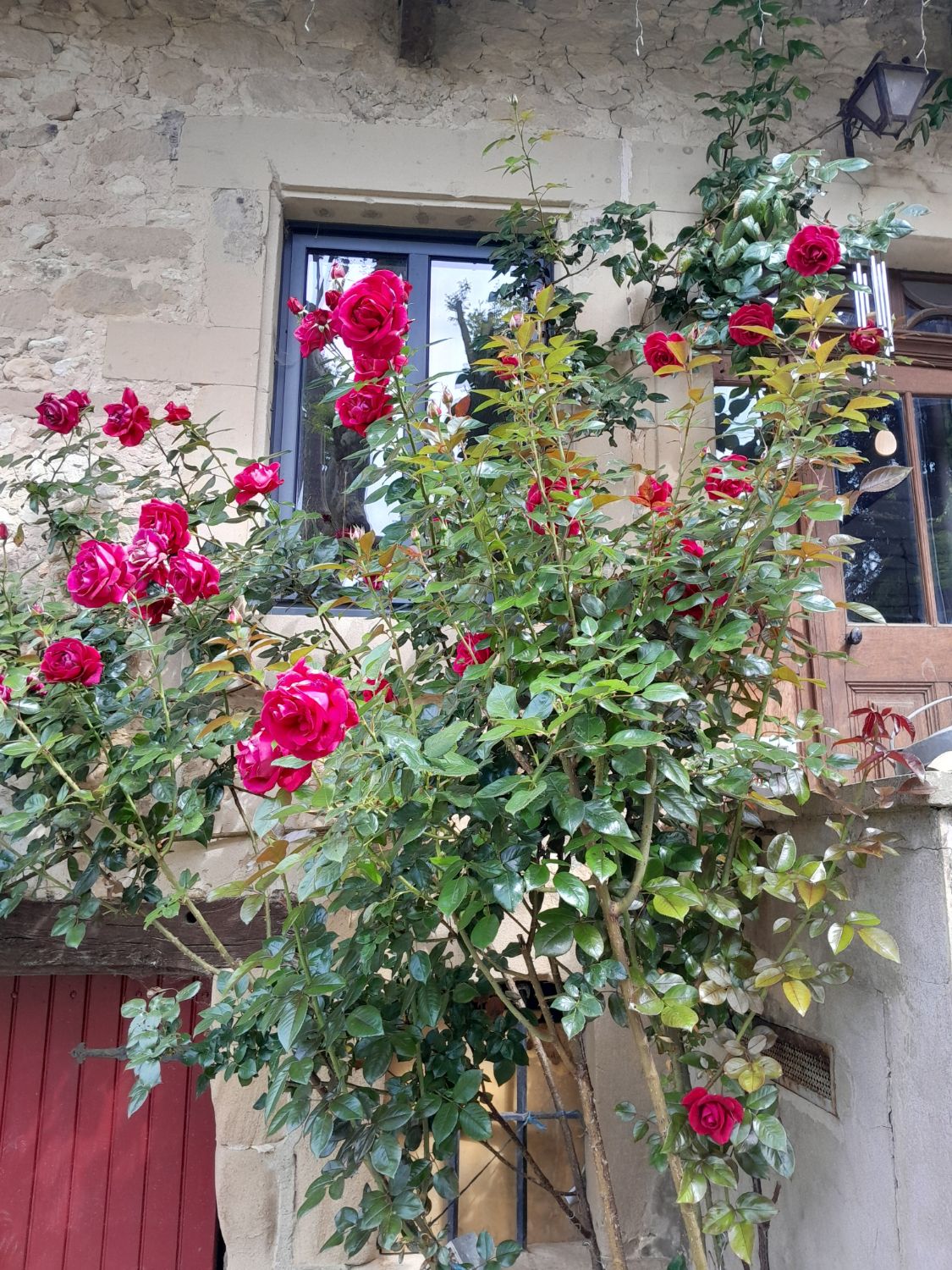 Rosier grimpant en fleurs sur la façade