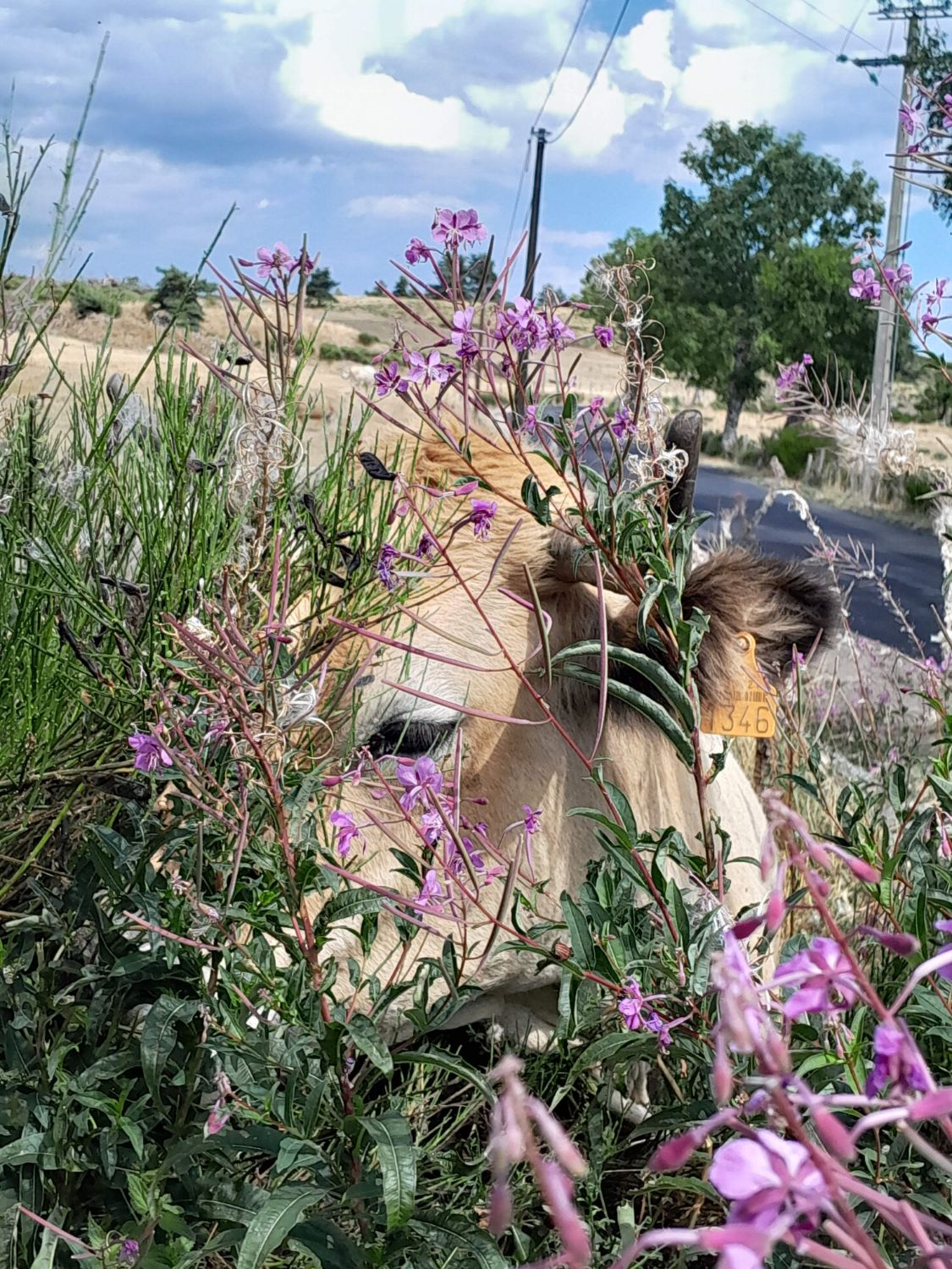 Vache dans les épilobes en fleurs